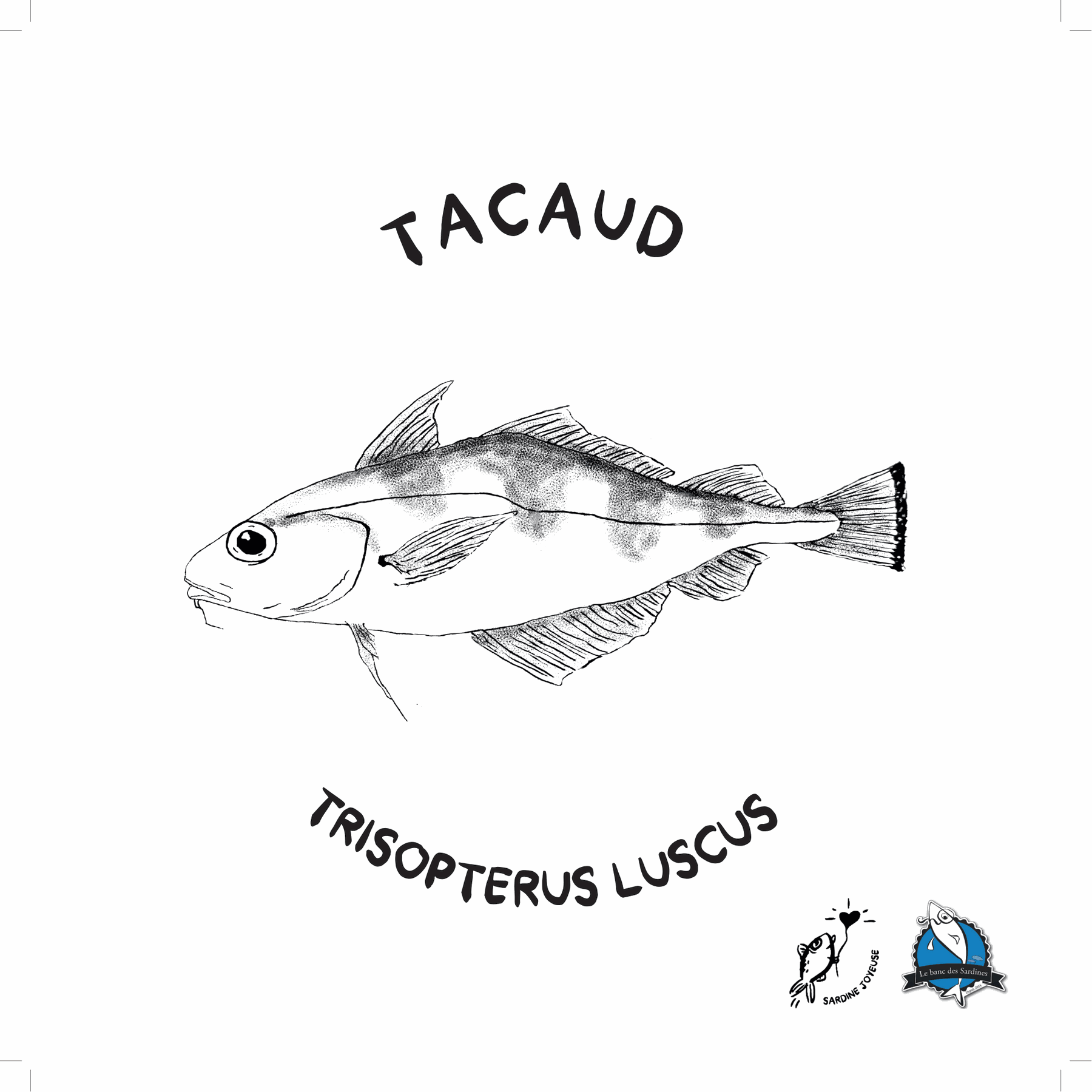 Tacaud